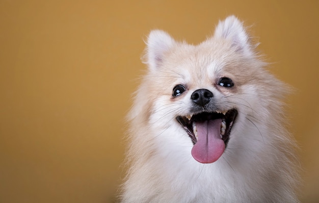 口を開けて舌出しポメラニアン犬 プレミアム写真