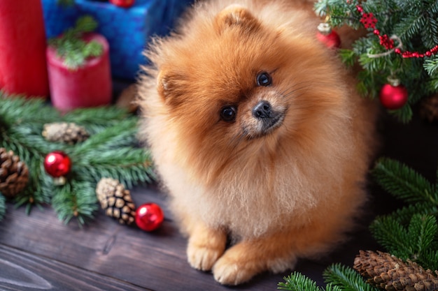 Premium Photo | Pomeranian Dog In Christmas Decorations On Dark Wooden ...