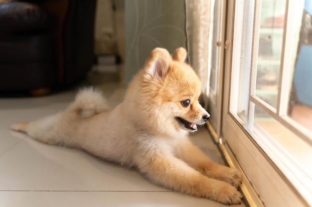 ポメラニアン犬が誰かがドアを開けるのを待っています 外を見て正面玄関に座っているかわいい子犬犬 プレミアム写真