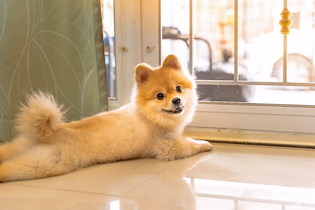 ポメラニアン犬が誰かがドアを開けるのを待っています 外を見て正面玄関に座っているかわいい子犬犬 プレミアム写真