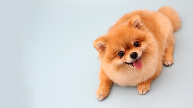 犬 画像 無料のベクター ストックフォト Psd