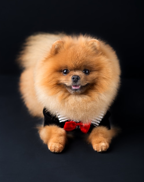 Premium Photo | Pomeranian dog in a suit with a red rose on dark wall ...