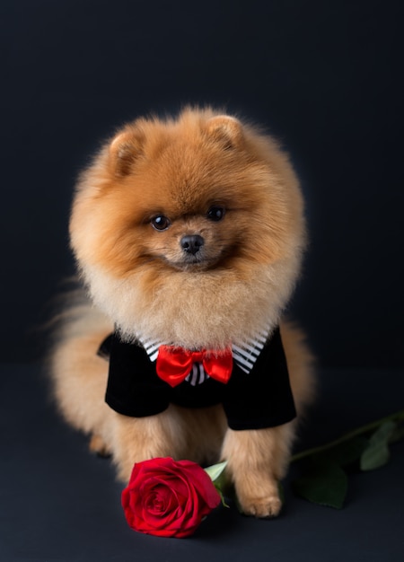 Premium Photo | Pomeranian dog in a suit with a red rose on dark wall ...