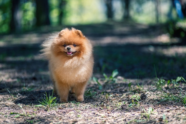 Premium Photo | Pomeranian dog walking in a park. beautiful dog