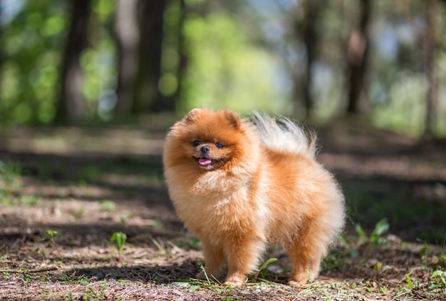 Premium Photo | Pomeranian dog walking in a park. beautiful dog