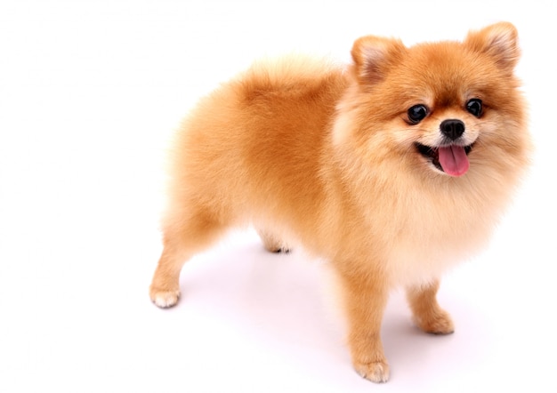 Premium Photo Pomeranian Dog On A White Background