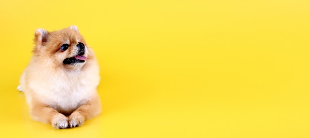 Premium Photo | Pomeranian dog with yellow background.