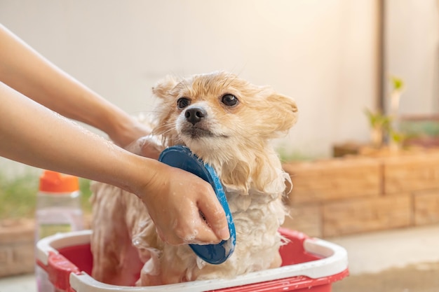 Pomeranian or small dog breed was taken shower by owner and stood in red bucket Premium Photo
