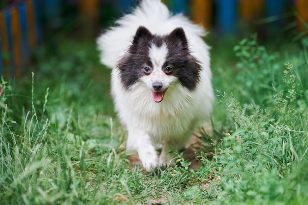 Premium Photo Pomeranian Spitz Dog In Garden Grass