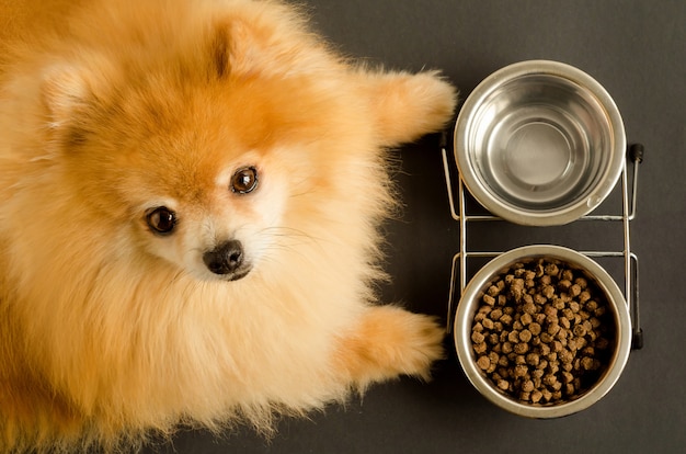 Pomeranian spitz dog is eating dry food and water in bowl. Premium Photo
