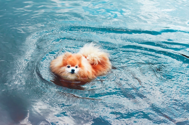 水中で泳ぐポメラニアンスピッツ犬 プレミアム写真