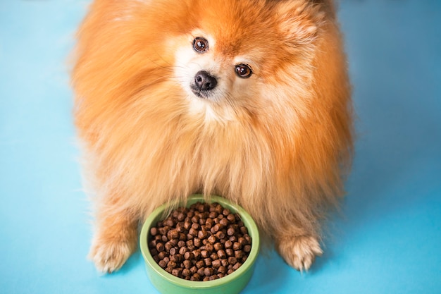 ポメラニアンスピッツが食べています 犬の足 ふわふわの足でパステルブルーの明るい背景にセラミックグリーンボウルでペットドライフード 犬 や子犬の食べ物 健康なペットの栄養 犬の食事 夕食 プレミアム写真