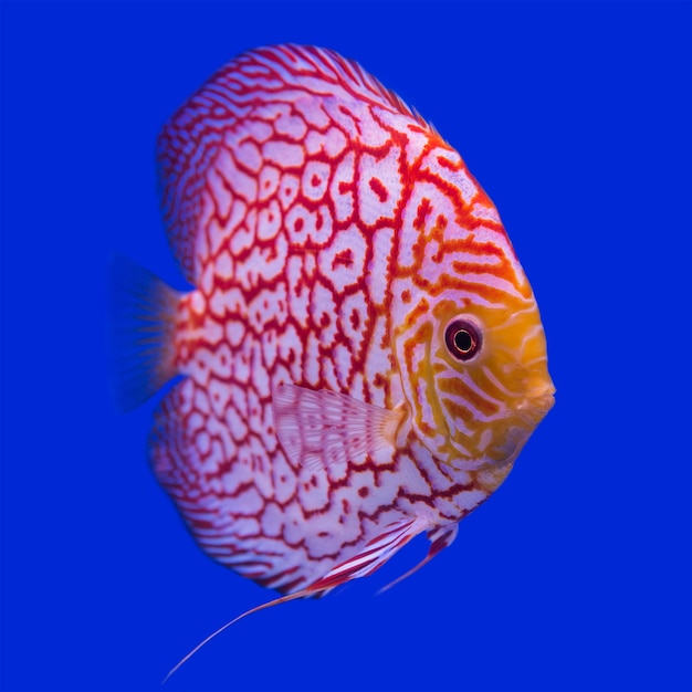 Premium Photo | Pompadour (discus) fish in a fish tank