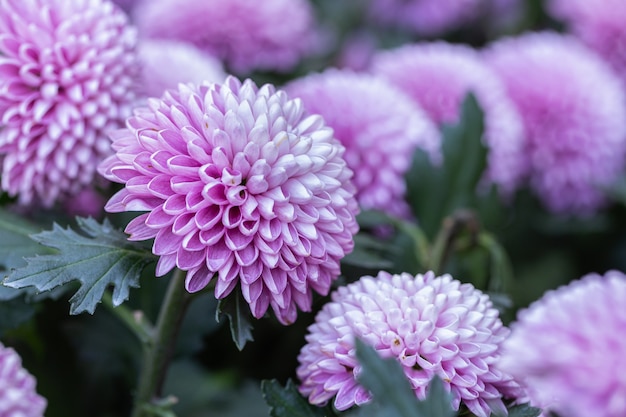 ポンポン菊は庭で花を咲かせる プレミアム写真