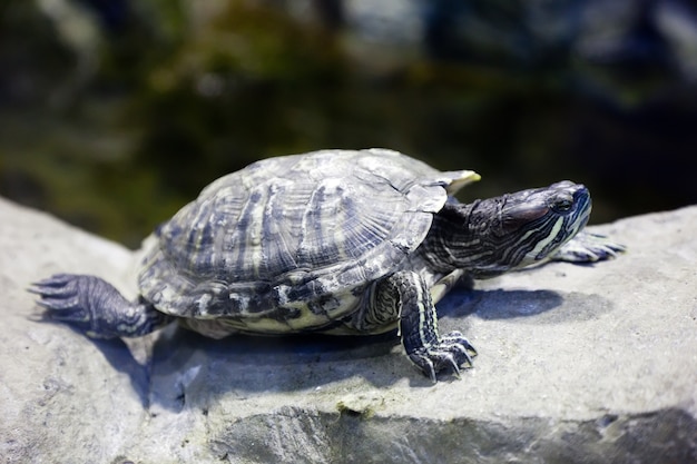 Free Photo | Pond slider