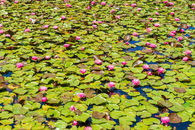 美しいピンクの神聖な蓮の花と緑の葉のある池 壁紙に最適 無料の写真