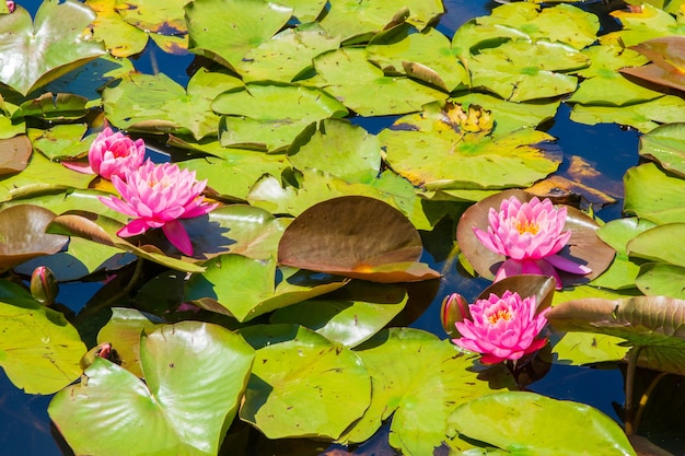美しいピンクの神聖な蓮の花と緑の葉のある池 壁紙に最適 無料の写真