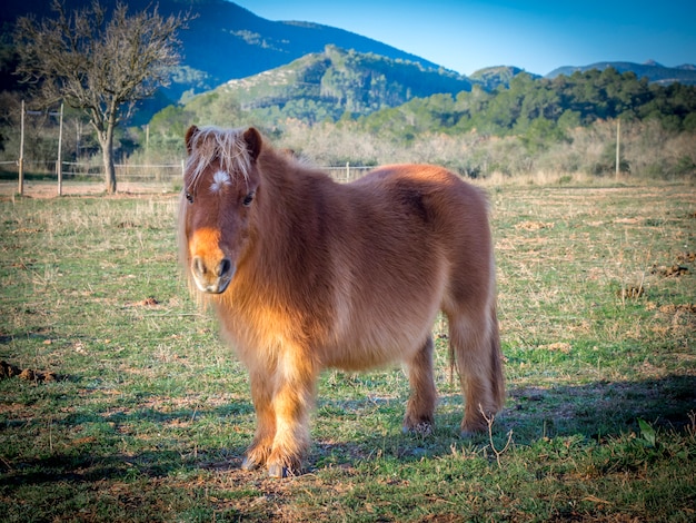 Premium Photo A Poney On The Field