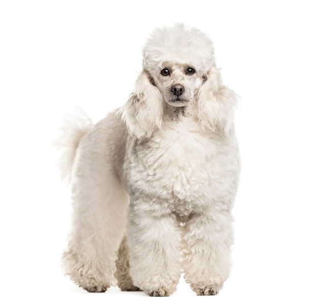 Premium Photo | Poodle dog , 6 years old, in portrait standing against ...