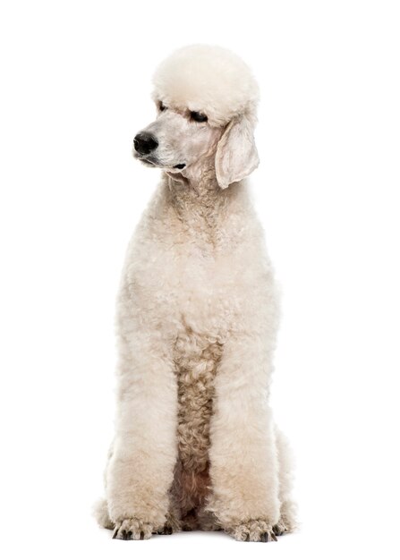 Premium Photo | Poodle in front of a white wall