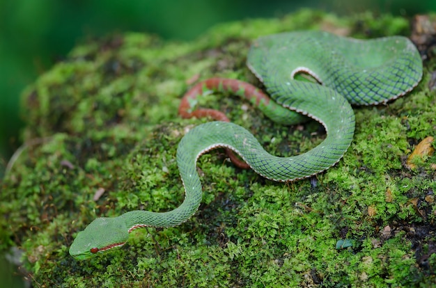 Premium Photo | Pope's green pitviper snake