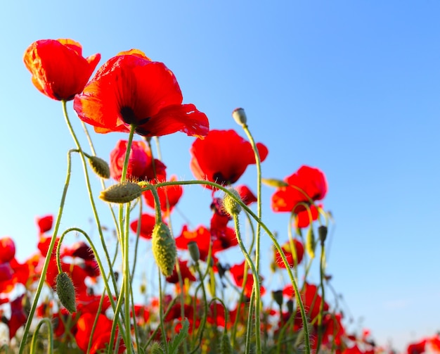 Premium Photo | Poppies against sky at background