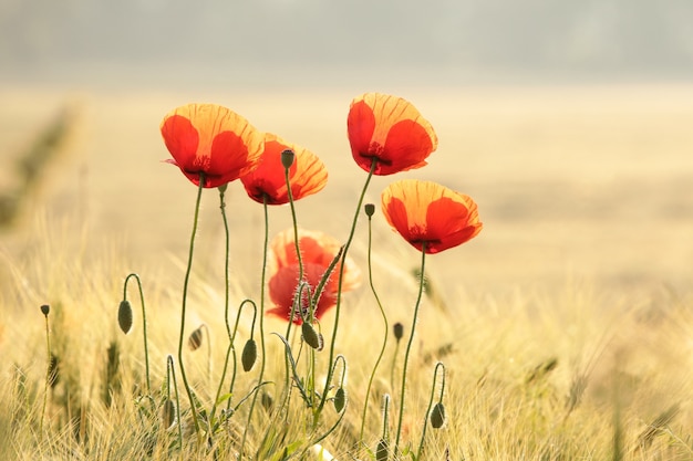 Premium Photo Poppies In The Field At Sunrise