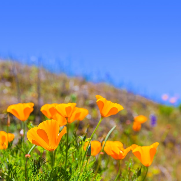 カリフォルニアの春の野でオレンジ色のケシのケシの花 プレミアム写真