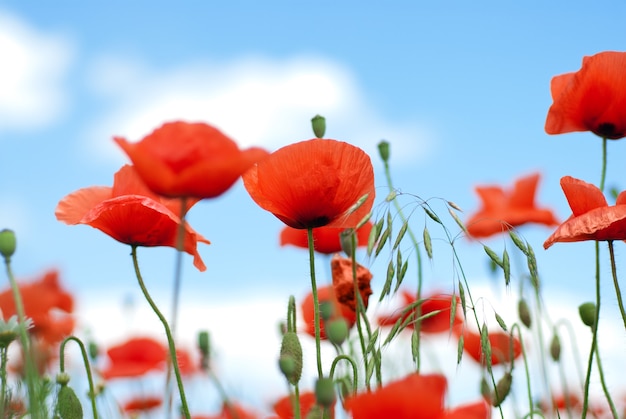 Premium Photo | Poppy against blue sky