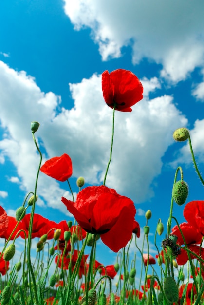 Premium Photo | Poppys and sky