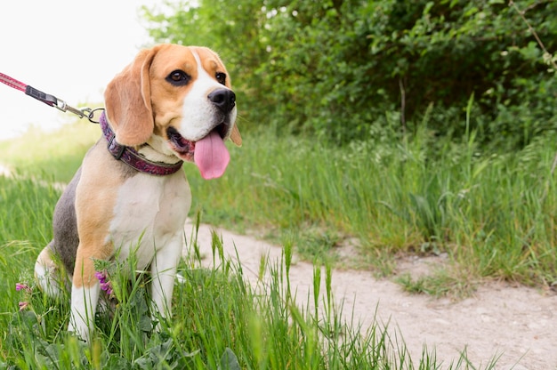 Portrait of adorable beagle enjoying walk | Free Photo