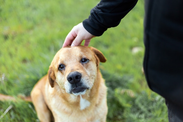 Premium Photo | Portrait of an adorable happy dog being petted by a man ...