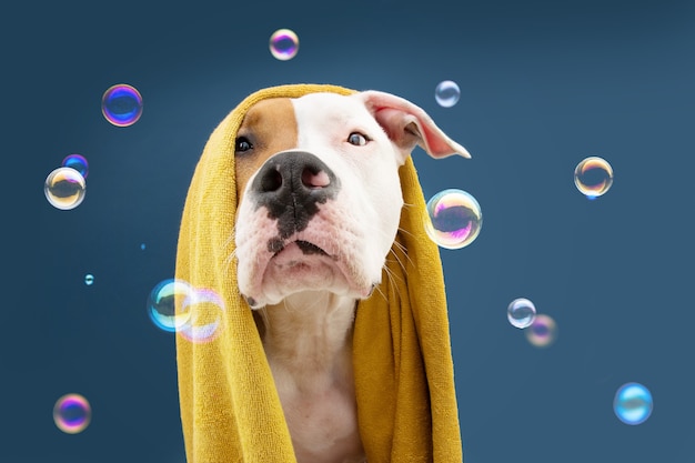 黄色いタオルで包まれたシャワーを浴びる準備ができている肖像画アメリカンスタッフォードシャー犬 泡のある青い色の表面の動物子犬の夏の季節 プレミアム写真
