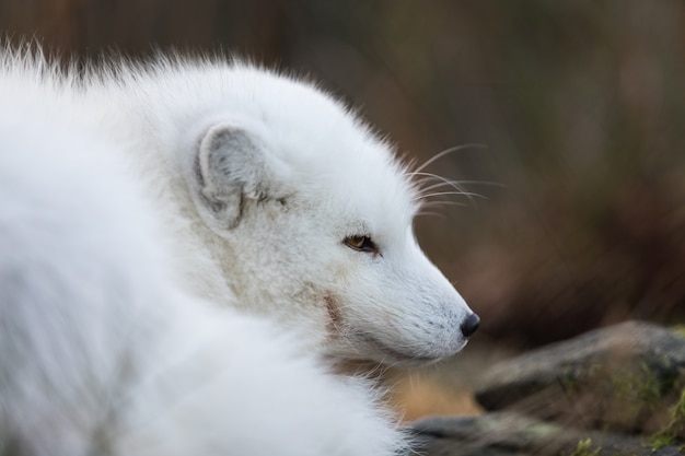 animal winter coat
