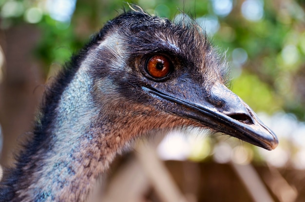 Premium Photo | Portrait of australian emu bird (dromaius ...