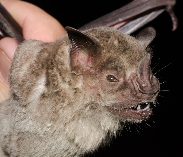 Premium Photo | Portrait of the bat fringed fruit-eating bat (artibeus ...