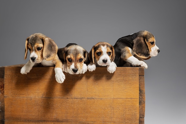 Premium Photo | Portrait of beagle puppies on grey