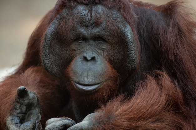 Portrait of beautiful adult male orangutan  pongo abelii 