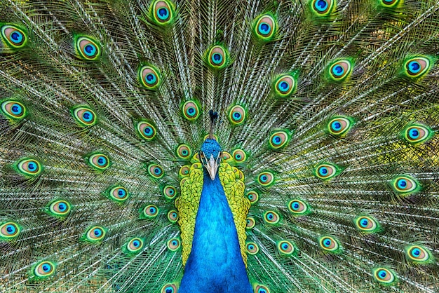 Premium Photo | Portrait of beautiful peacock with colorful feathers out