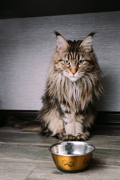 Portrait of a big fluffy maine coon cat sitting on the floor near a bowl | Premium Photo