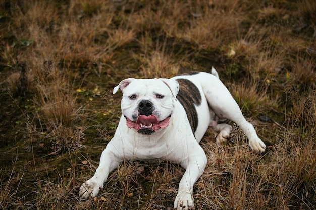 Premium Photo Portrait Of Big White Happy Smiling American Bulldog Liyng On The Autumn Medow And Looking At Camera