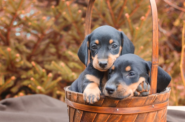Free Photo Portrait Of Black Dachshund Puppies