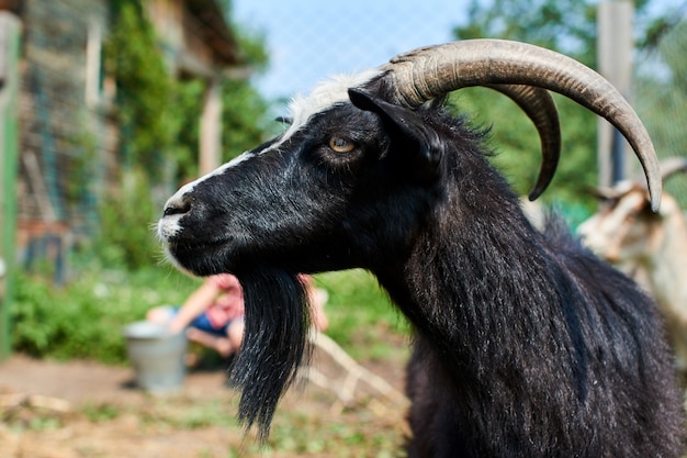 Premium Photo Portrait Of A Black Goat With Horns Closeup On The Farm