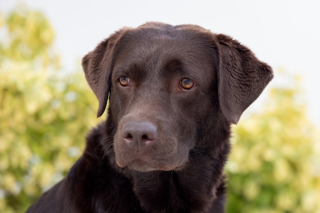 Premium Photo Portrait Of A Black Golden Retriever Dog