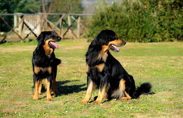 Portrait of black hovawart dog Photo | Premium Download