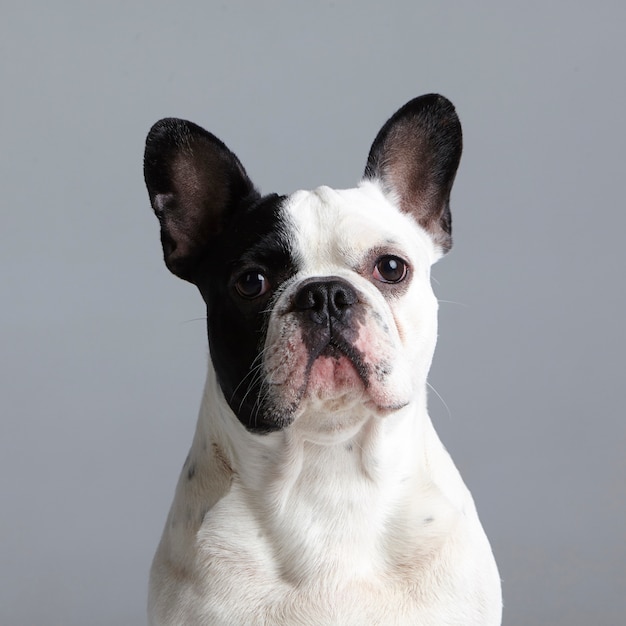 Premium Photo | Portrait of a black and white french bulldog