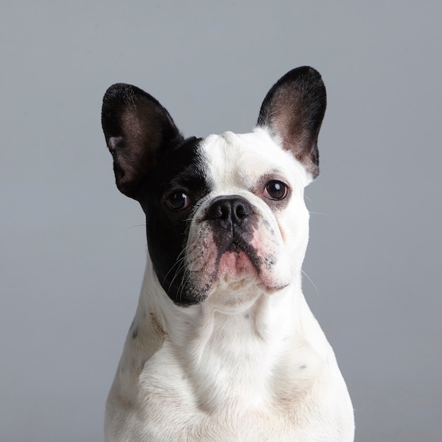 Black And White French Bulldog