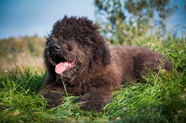 Premium Photo Portrait Of A Bouvier Des Flandres Puppy Laying Down