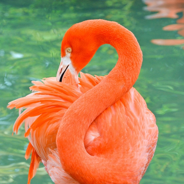 flamingotoy