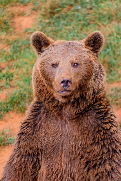 Premium Photo Portrait Of A Brown Spanish Bear